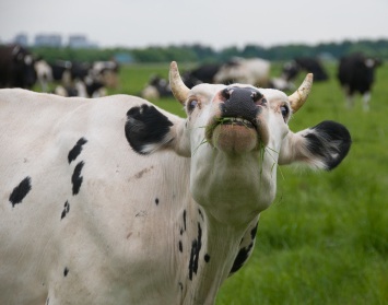 social media marketing hyperbole tips the cow